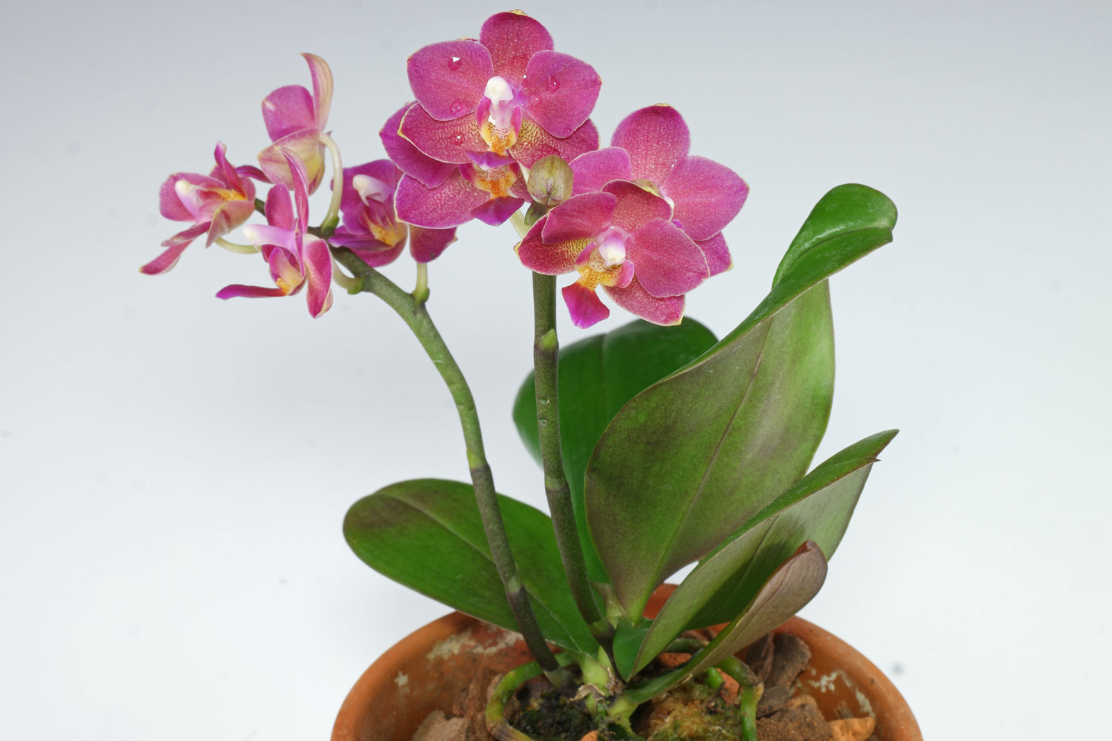 Mini-Phalaenopsis